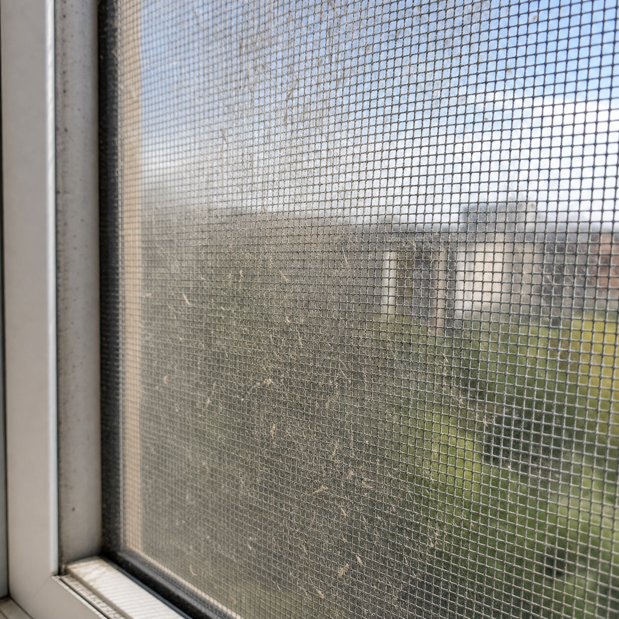 Dust and pollen collected on insect screen mesh before cleaning