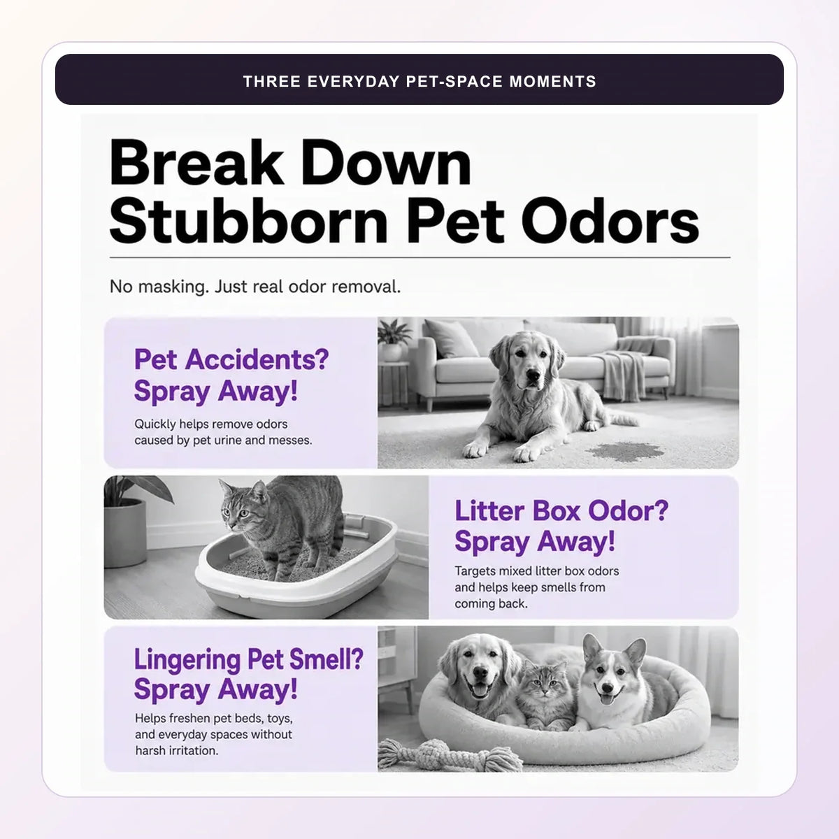 Pet accidents, litter areas and lingering pet smells — everyday surface-care scenarios